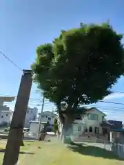 八幡神社の自然