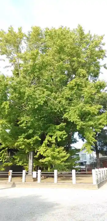 葛飾八幡宮の自然