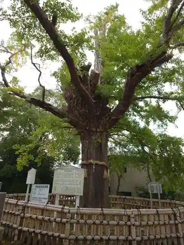 八坂神社の自然