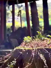 山家神社の自然