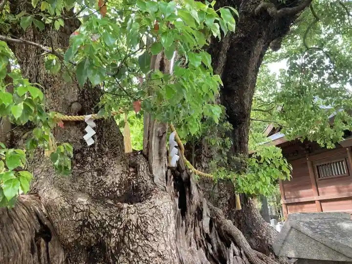 信太森神社(葛葉稲荷神社)(大阪府)