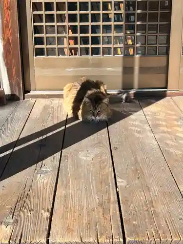 衣羽神社の動物