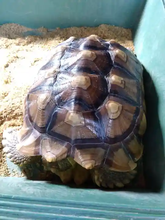 神館飯野高市本多神社(三重県)