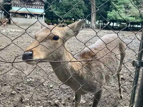 三嶋大社の動物
