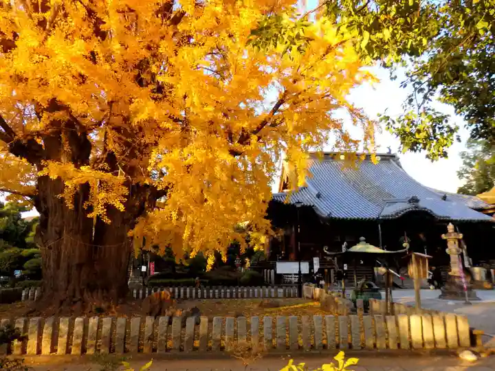 鑁阿寺の本殿・本堂