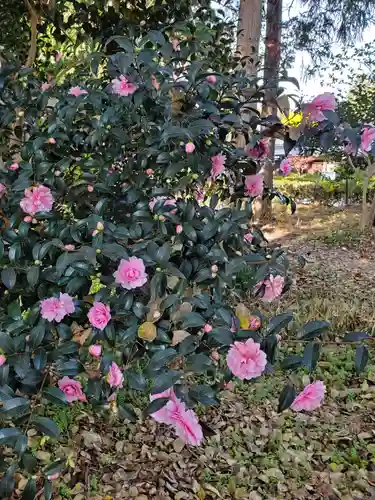 沙沙貴神社の自然