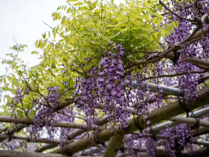 亀戸天神社(東京都)