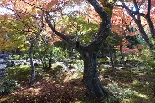 宝筐院の庭園