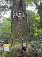 高尾山薬王院の建物その他