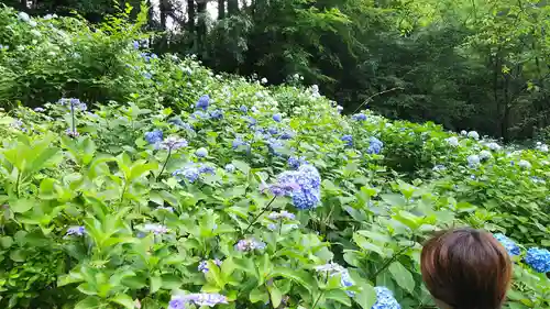 持寳院(多気不動尊)の自然