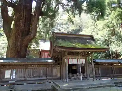 若狭姫神社（若狭彦神社下社）の本殿・本堂