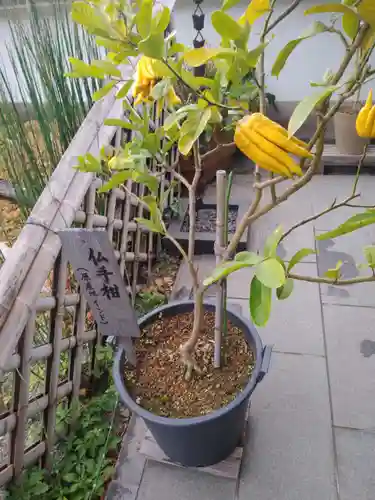 妙蓮寺(神奈川県)