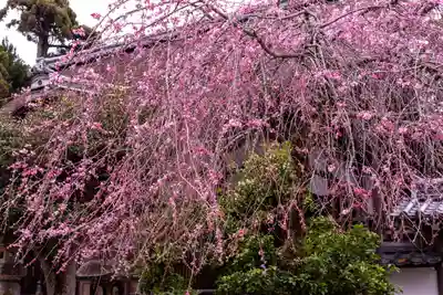 日吉大社(滋賀県)