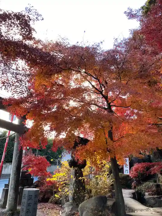 渋川八幡宮(群馬県)