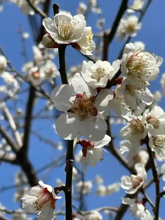 長浜八幡宮の自然