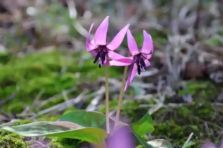 田村神社の自然
