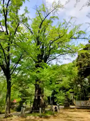 赤坂氷川神社(東京都)