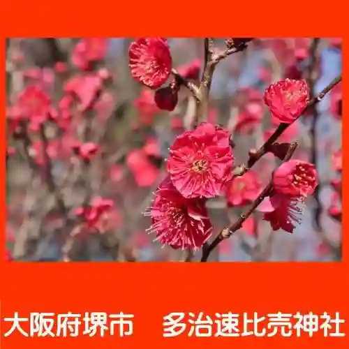 多治速比売神社の自然