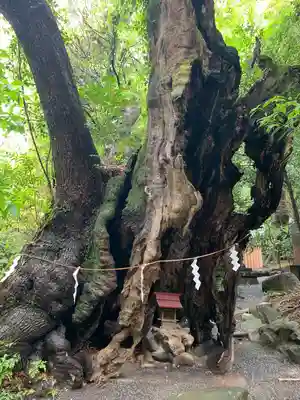 來宮神社(静岡県)