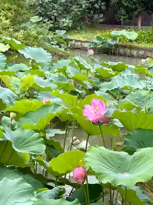 東寺（教王護国寺）(京都府)