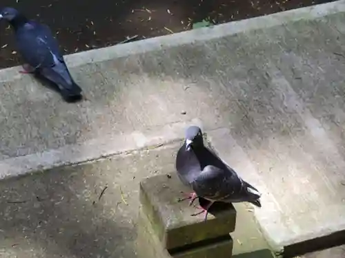 鶴嶺八幡宮の動物