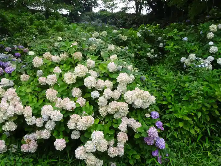 天台宗 長窪山 正覚寺の自然