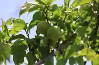 開成山大神宮の庭園