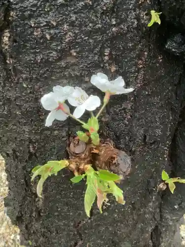 三輪神社の自然