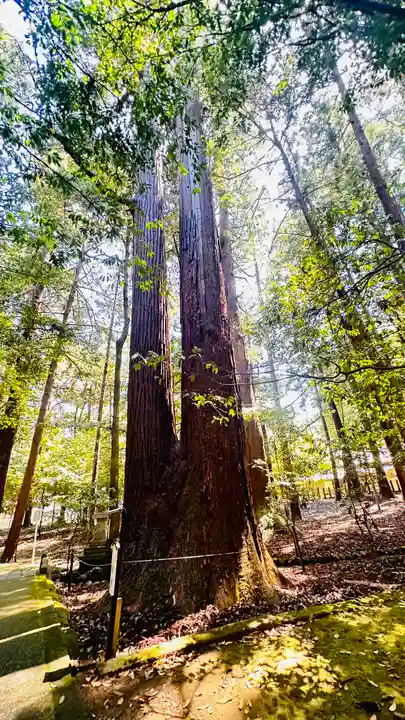 若狭彦神社(上社)(福井県)