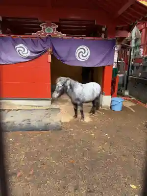神田神社（神田明神）の動物