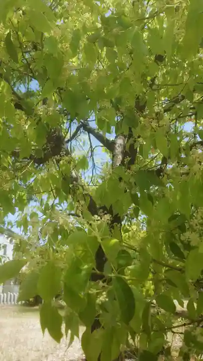 住吉神社(下津住吉町)の自然