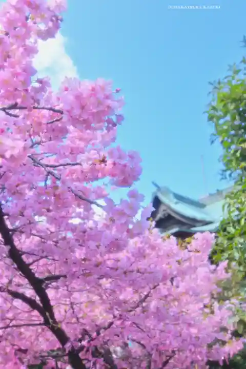 桜神宮(東京都)