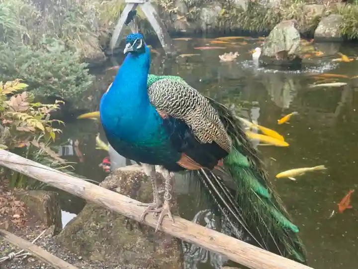 楽法寺(雨引観音)の{uncategorized: "未分類", other: "その他", undefined: "問題あり", building: "その他建物", grave: "お墓", sacred_gate: "鳥居", guardian: "狛犬", statue: "像", buddha: "仏像", history: "歴史", nature: "自然", garden: "庭園", animal: "動物", pagoda: "塔", temizu: "手水舎", mountain_gate: "山門・神門", sanctuary: "本殿・本堂", subordinate: "末社・摂社", art: "芸術", scenery: "景色", jizo: "地蔵", ema: "絵馬", goshuin: "御朱印", omikuji: "おみくじ", items: "授与品その他", amulet: "お守り", goshuincho: "御朱印帳", eats: "食事", festival: "お祭り", votive_dance: "神楽", shichigosan: "七五三参", wedding: "結婚式", experience: "体験その他", initially: "初詣", around: "周辺", anti_infection: "感染症対策"}