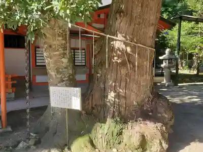 塩田八幡宮の自然
