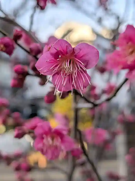 田端神社(東京都)