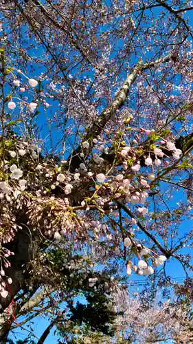 苗穂神社(北海道)
