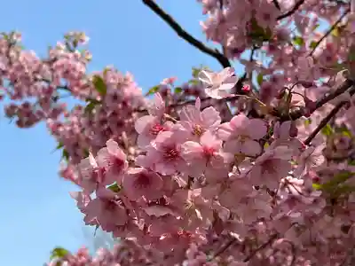新井薬師（梅照院）(東京都)