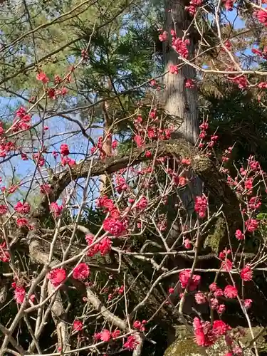 北野天満宮の自然