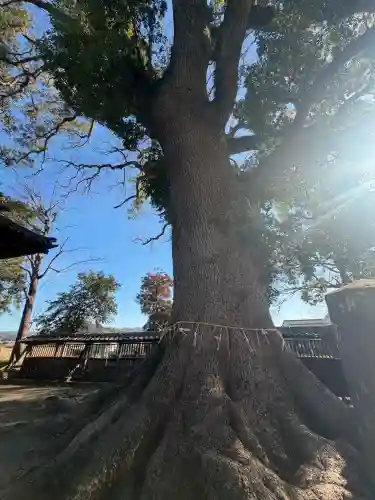 熊野速玉神社の{uncategorized: "未分類", other: "その他", undefined: "問題あり", building: "その他建物", grave: "お墓", sacred_gate: "鳥居", guardian: "狛犬", statue: "像", buddha: "仏像", history: "歴史", nature: "自然", garden: "庭園", animal: "動物", pagoda: "塔", temizu: "手水舎", mountain_gate: "山門・神門", sanctuary: "本殿・本堂", subordinate: "末社・摂社", art: "芸術", scenery: "景色", jizo: "地蔵", ema: "絵馬", goshuin: "御朱印", omikuji: "おみくじ", items: "授与品その他", amulet: "お守り", goshuincho: "御朱印帳", eats: "食事", festival: "お祭り", votive_dance: "神楽", shichigosan: "七五三参", wedding: "結婚式", experience: "体験その他", initially: "初詣", around: "周辺", anti_infection: "感染症対策"}