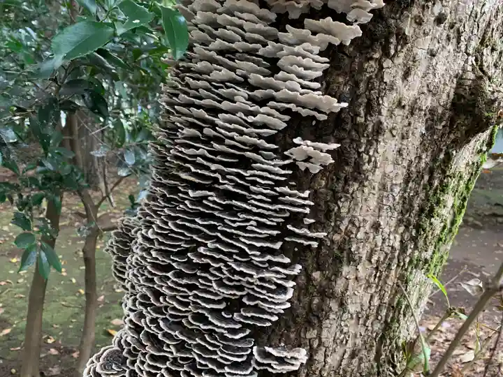 沓掛香取神社の自然