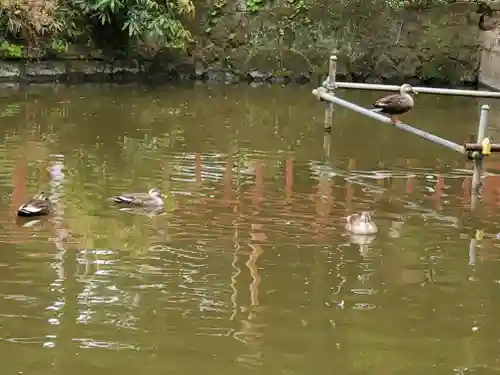 間々田八幡宮の動物