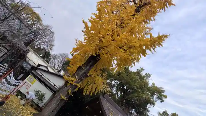 平野神社(京都府)