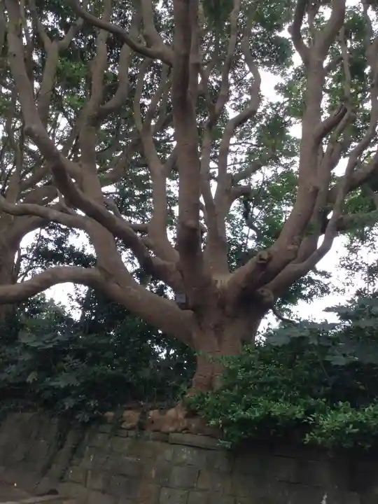酒列磯前神社の自然