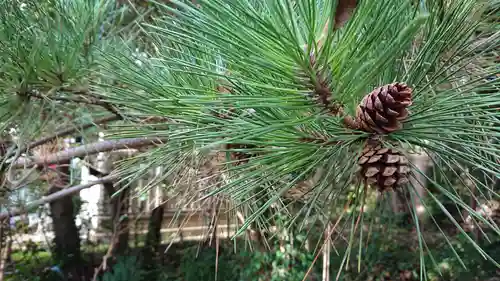 恵比寿神社の自然