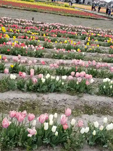 阿蘇神社の自然