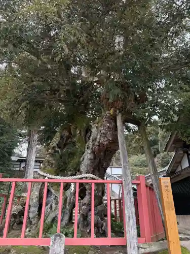 山王宮日吉神社の{uncategorized: "未分類", other: "その他", undefined: "問題あり", building: "その他建物", grave: "お墓", sacred_gate: "鳥居", guardian: "狛犬", statue: "像", buddha: "仏像", history: "歴史", nature: "自然", garden: "庭園", animal: "動物", pagoda: "塔", temizu: "手水舎", mountain_gate: "山門・神門", sanctuary: "本殿・本堂", subordinate: "末社・摂社", art: "芸術", scenery: "景色", jizo: "地蔵", ema: "絵馬", goshuin: "御朱印", omikuji: "おみくじ", items: "授与品その他", amulet: "お守り", goshuincho: "御朱印帳", eats: "食事", festival: "お祭り", votive_dance: "神楽", shichigosan: "七五三参", wedding: "結婚式", experience: "体験その他", initially: "初詣", around: "周辺", anti_infection: "感染症対策"}