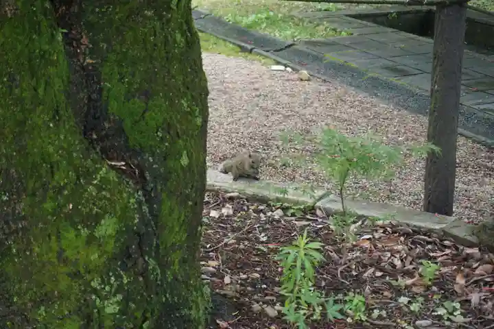 橿森神社の動物