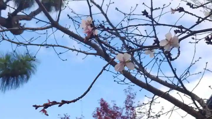 車折神社の自然