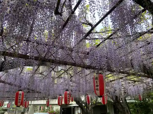 徳王稲荷社・金刀比羅社の庭園