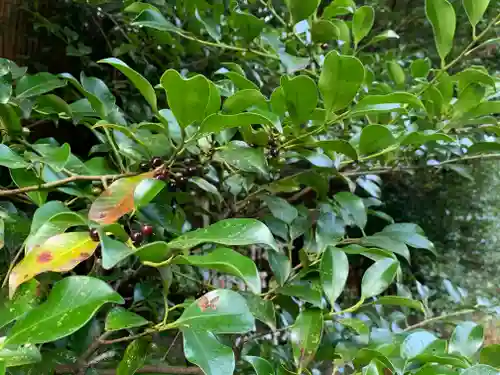 萩日吉神社の自然